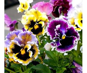 Pensées Rococo Mélange graines - Viola × wittrockiana