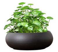 Peosaard Planteur Lotus Bowl, 7, 4 Pot à Fleurs hydroponiques en céramique, Non-Glissement pour lys à Eau, Jonquille, Succulent, Aquarium, Bureau Domicile