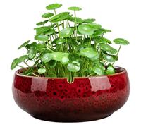 Peosaard Pot de Fleur en Pot à bonsaï, planteur de Bol Lotus, récipient hydroponique Non poreux en céramique Rouge, lys Rond au ménage Succulent Simple Bassin en céramique / 6, 5 x 2, 5 Pouces