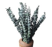 Peowuieu Lot de 10 paquets de tiges d'eucalyptus séchées naturelles - Branches d'eucalyptus fraîches préservées pour arrangements floraux, mariage, décoration d'intérieur