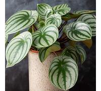 Peperomia Argyreia Remarquable | Meilleure Plante d'intérieur (de 15 à 25 cm pot inclus)