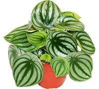 Peperomia argyreia Watermelon - pastèque poivre nain - dans un pot de 12cm