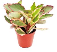 Peperomia clusifolia 'Jewel' - poivre nain à feuilles multicolores - en pot de 12cm