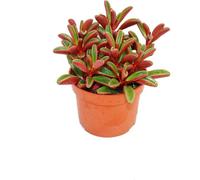 Peperomia graveolens en pot de 10,5 cm