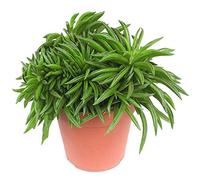 Peperomia haricot Happy Bean Plante d'intérieur pour la Maison ou le Bureau (15-25 cm avec pot)