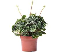 Pépéromia Lilian - Plante Radiateur | Plante d'intérieur Maison Bureau (15-25 cm pot inclus)