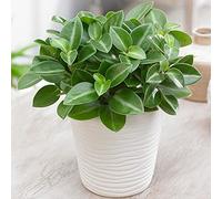 Peperomia Pixie | Plante d'intérieur 10-20 cm en pot