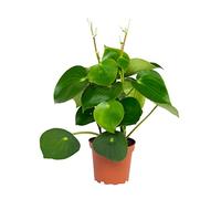 Peperomia 'Raindrop' - Plant 12cm Pot
