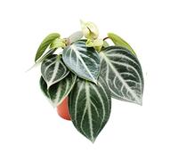 Peperomia sarcophylla Poivre nain dans un pot de 15 cm