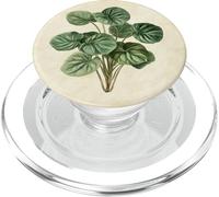 Peperomia Vintage Illustration Scientifique Plante PopSockets PopGrip pour MagSafe
