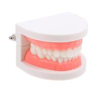 PEPLAYTAL Modèle Anatomique Réaliste pour Enseignement Oral Standard pour Pratique Du Brossage et Matériaux Faciles à Nettoyer pour Étudiants et Garçon Fille