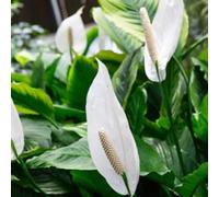 Peragashop 1 plante de SPATHIPHYLLUM Sweet Chico Pot de 13 cm