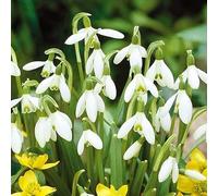 Perce-neige Galanthus Nivalis Plante de jardin à bulbe Floraison printanière fleurs blanches
