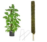 Perche à mousse auto-arrosage - Parfait pour les grandes grimpantes d'intérieur : véritable bâton de mousse fait à la main pour en pot support treillis