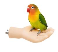 Perchoirs pour Cage À Oiseaux Interactifs Manuels D'Entraînement Et