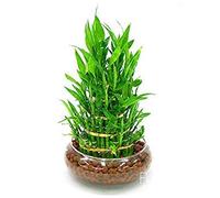 Perdita di promione! 6 generi di Lucky Bamboo Scegli Semi in Vaso varietà Completa Dracaena Semi del germogliamento Tasso 95%, 100 Semi/Lot, EUSH