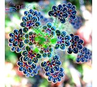 Perdita di promozione! 50 semi/succulente pacchetto semi Kalanchoe thyrsiflora mesembriantemi xeriscaping esotiche e rare piante grasse - Arcis Nuove