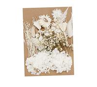 Perfeclan 1 Ensemble de Fleurs Séchées Naturelles Mélangées Feuilles Sèches pour Bricolage Scrapbooking Artisanat Fabrication de Cartes - Blanche