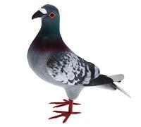 Perfeclan 2 Pièces Figurine Pigeon Réaliste Oiseau Artificiel en Mousse Modèle D'Oiseau Décoratif pour Collection Éducative Cadeau Anniversaire Décoration Maiso, 1 pièce Style B