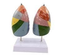 perfeclan Modèle anatomique du segment pulmonaire - Système respiratoire - Taille d'étude - Modèle anatomique du poumon humain à visée pédagogique