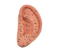 perfeclan Modèle d'acupuncture d'oreille Méridiens médicaux chinois étudient une simulation multifonctionnelle lisse et une aide à l'enseignement éducatif léger, 22cm