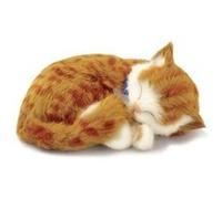 88 Unlimited Orange Tabby