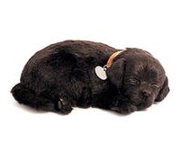Perfect Petzzz Labrador Noir