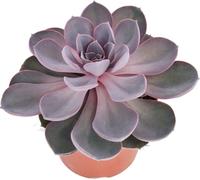 Perle Echeveria de Nuremberg - grande plante en pot de 12cm