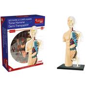 Permanent Mixte Bte/ Explora Anatomie Buste Moitie