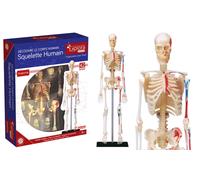 Permanent Mixte Bte/Explora Anatomie Squelette - No
