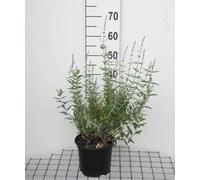 Perovskia atripl. 'Blue Spire' - Lavande D'Afghanistan, Sauge De Russie, Sauge D'Afghanistan 30-40 cm en pot