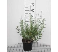 Perovskia atripl. 'Blue Spire' - Roseau bleu Blue Spire 30- 40 cm - conteneur