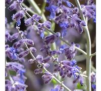 Perovskia Blue Spire Arbuste de jardin à fleurs vivace et caduque d'extérieur en pot