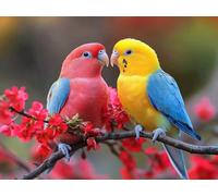 Perroquet Diamond Painting Adulte Grand Format, Diamond Painting Animal Peinture Diamant 5D Crystal Art Activite Manuelle Art Set Broderie Point de Croix pour Decoration Maison 30x20cm -lsy25010YL