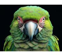 Perroquet Diamond Painting Adulte Grand Format, Diamond Painting Animal Peinture Diamant 5D Crystal Art Activite Manuelle Art Set Broderie Point de Croix pour Decoration Maison 130x100cm -lsy25010OF