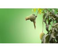 Perroquets dans l'arbre - Puzzle en Bois de 500 pièces : Jeu de Puzzle Relaxant à Faire soi-même, Casse-tête (14 Ans+)