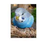 Perruche ondulée sur Un Poirier，Puzzle 1000 Pièces Puzzle en Bois d'impression Haute Définition Défiez Le Problème Stimuler La Créativité Jeu Interactif（75x50cm）-AF94