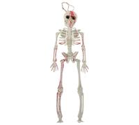PERSELOSO Décoration De Squelette À Suspendre Pour Halloween Corps Entier Petit Squelette Sanglant Pour Jardin Cimetière Hantée Et Les Fêtes À Thème