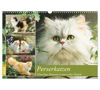 Perserkatzen. Flauschige Momente in kunstvoller Öloptik (Wandkalender 2026 DIN A3 quer), CALVENDO Monatskalender: Atmosphärische Bilder von edlen Perserkatzen im eleganter Öloptik