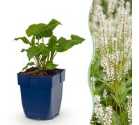 Persicaria ampl. Alba - Renouée - Ombre - Blanc - 3 plantes - 15-25cm - Ø11cm - Plante de jardin