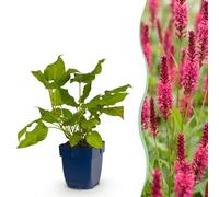 Persicaria amplexicaulis - Renouée - Ombre - Rouge - 3 plantes - 15-25cm - Ø11cm - Plante de jardin