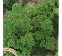 Vilmorin 3805042 Pack de Graines Persil Frise Race Verbo Sélection