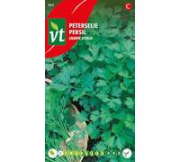 Persil Gigante d'Italia Graines - Goût plus aromatique