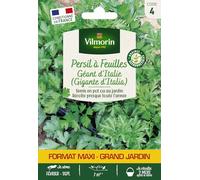 Persil Gigante d'Italie (Géant d'Italie) - Grand Modèle