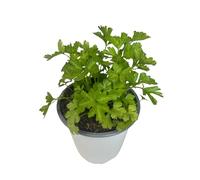 Persil - Plante Naturelle d’Extérieur et d’Intérieur - Pot de 13 cm - Plante Comestible et Aromatique pour Terrasse et Jardin