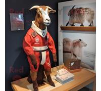 Personnage De Costume De Mascotte Redbrokoly Rust Boer Goat Habillé D'un Rash Guard Et De Carrés De Poche Multicolore