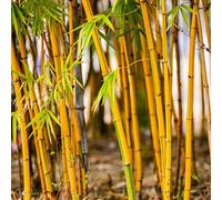 PERZOE 300 Pcs Graines De Bambou, Phyllostachys Pubescens Jardin Cour Plante Bureau Décor À La Maison Graines de Bambou 300 pièces