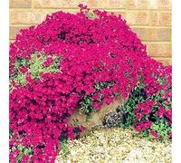 PERZOE 500pcs Plante de Fleur Vivace de Couverture de Sol de Jardin, graines de cresson de Roche de décor Graines de cresson de Roche