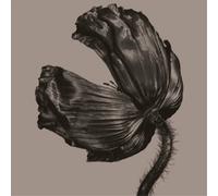 Release/Vinyl