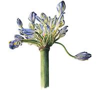 Petal Split [12 Inch Analog]